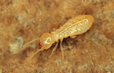 Termite Workers