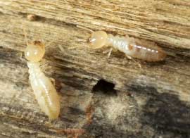Two Worker Termites on Some Wood