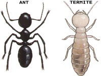 Ants vs Termites