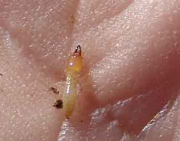 Termite in the Hand