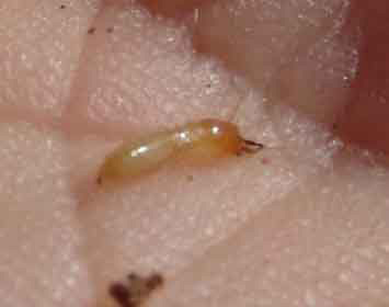 How Big Are Termites?