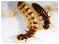 Queen Termite Picture