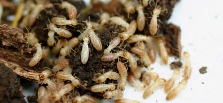 Picture of Termite Workers on Dirt 