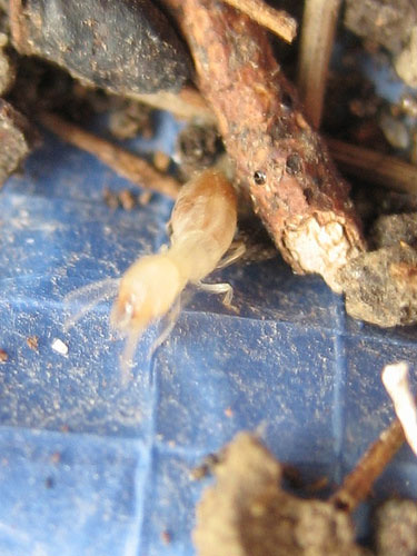 Picture of a Termite Worker up Close