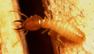Formosan Termite Soldier