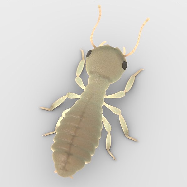 Identifying Termite Species