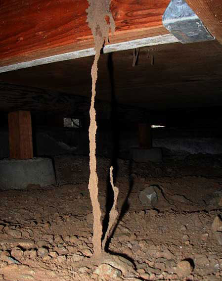 Termite Mud Tube in a Crawl Space
