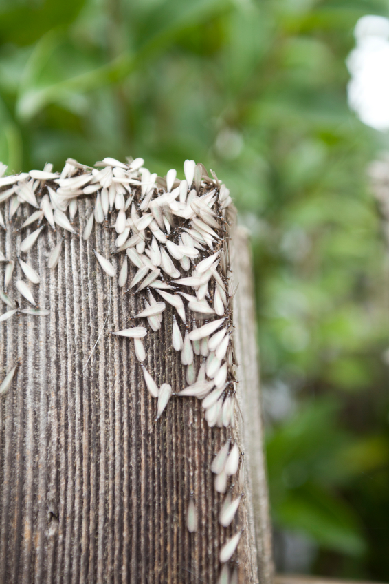 Formosan Termite Swarms